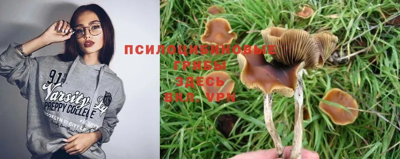 Псилоцибиновые грибы Cubensis  Вяземский 